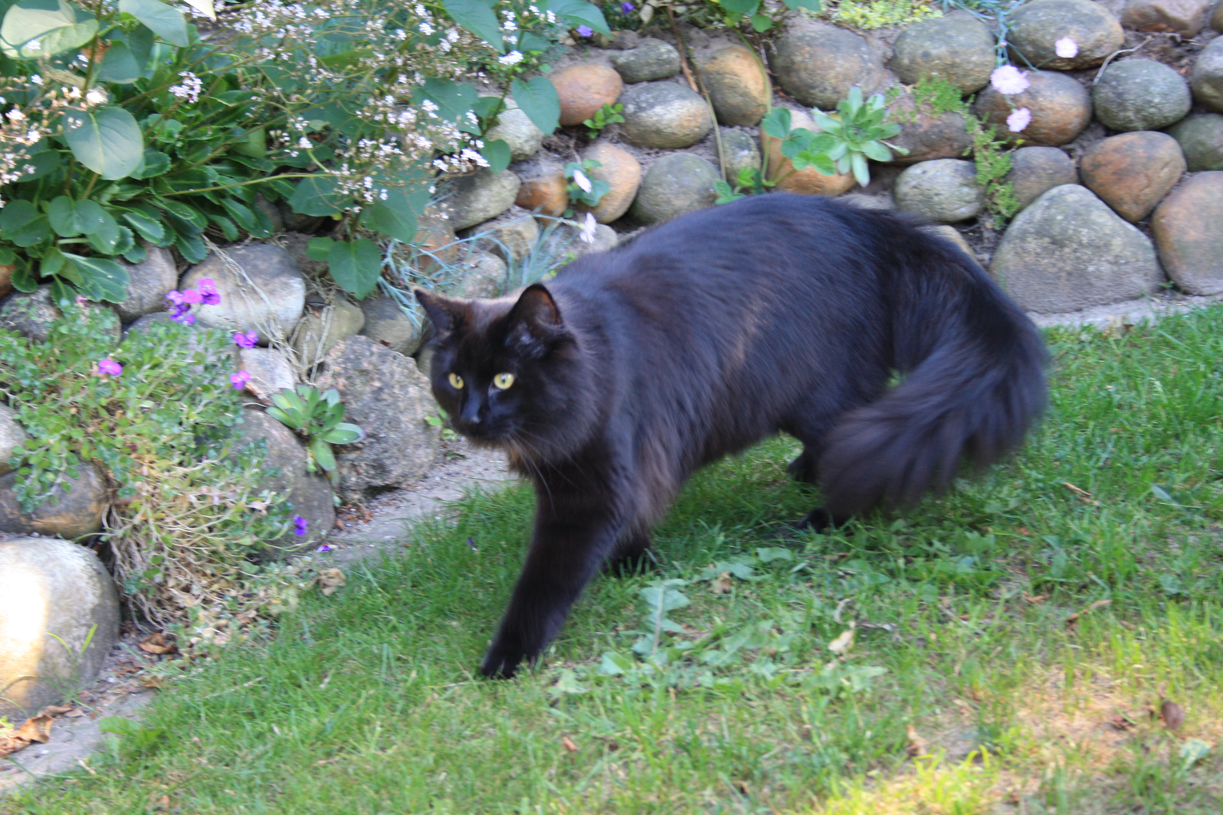 Archibald