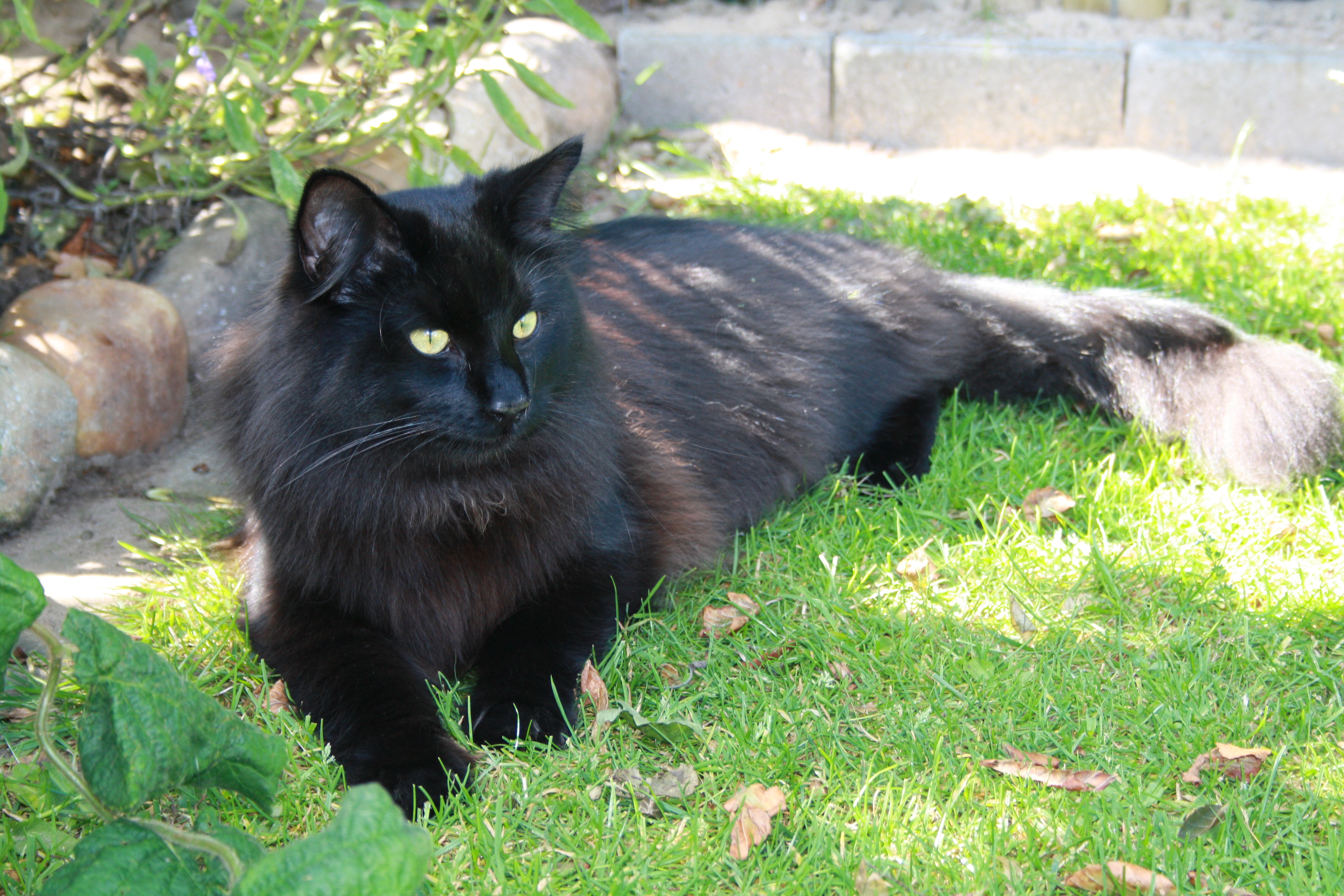 Archibald