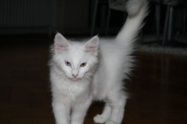 Caspian